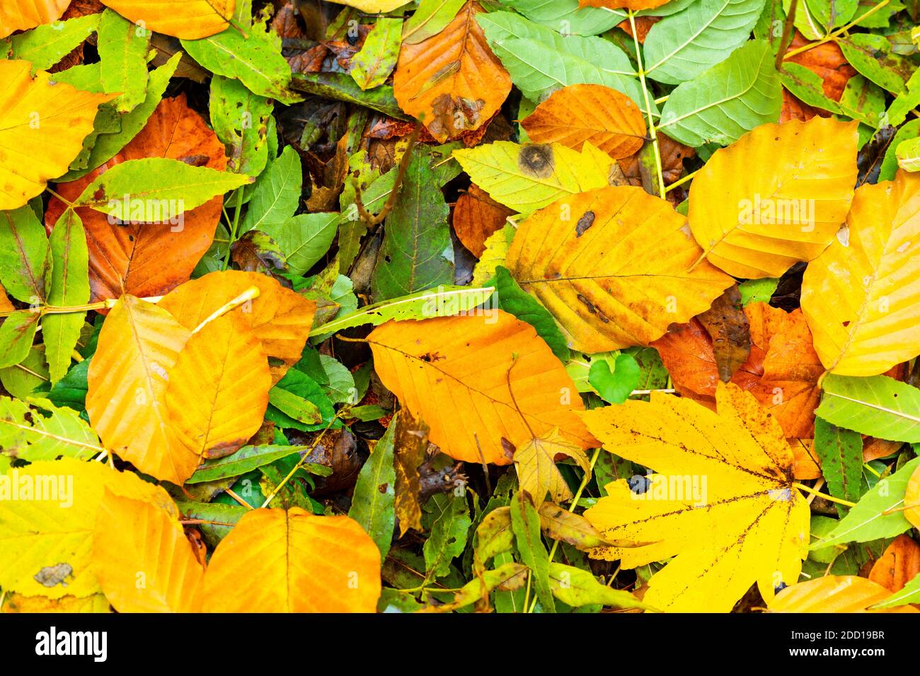 Colorful background of fallen autumn leaves Top view Stock Photo - Alamy