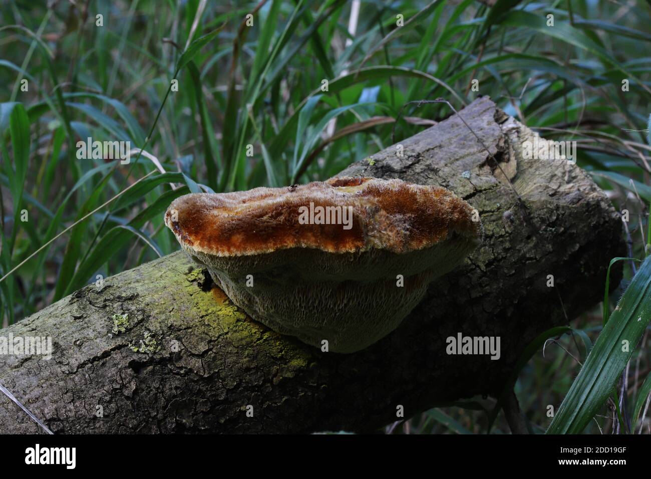 Inonotus hispidus, the shaggy bracket Stock Photo