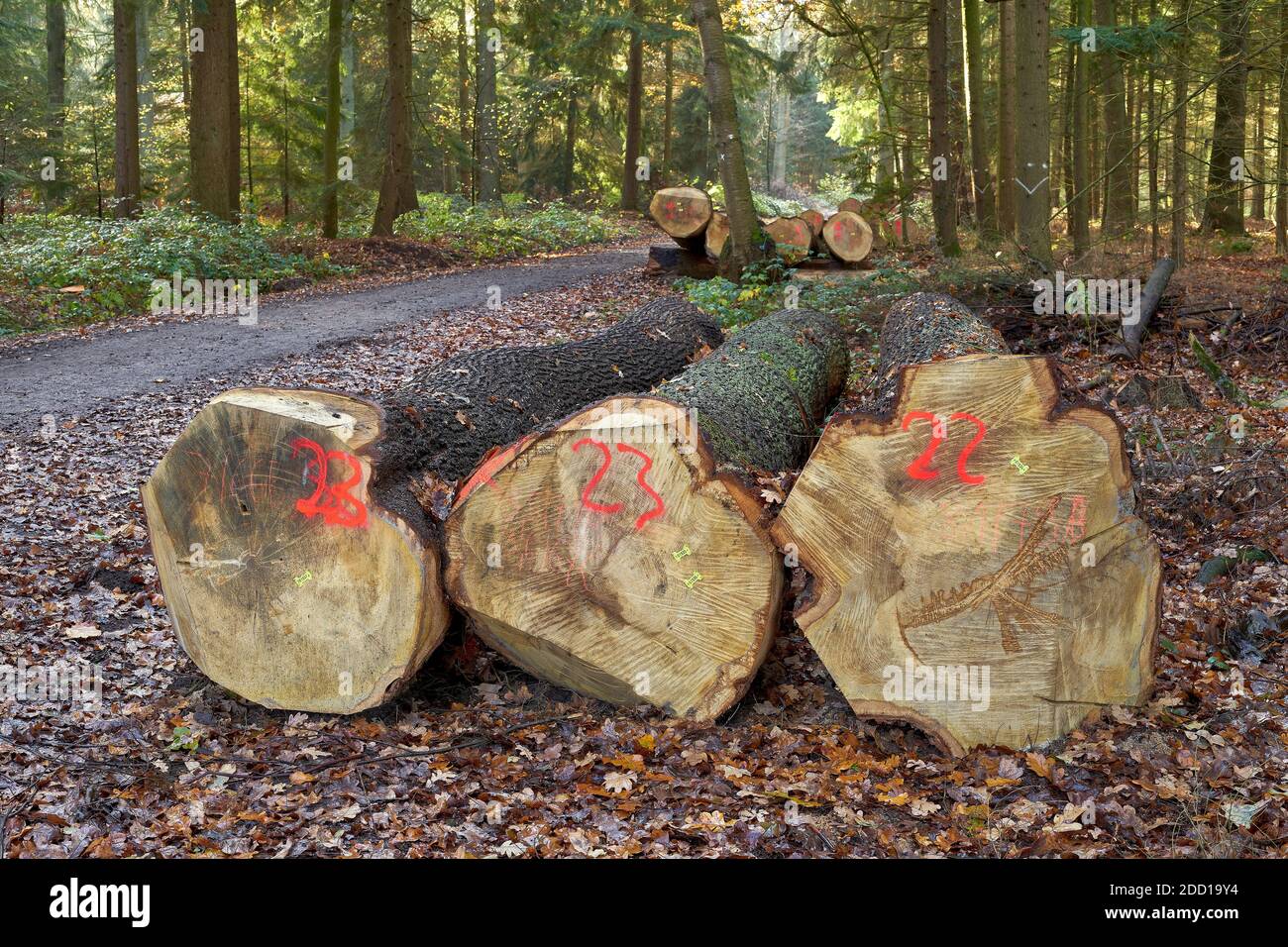 Large oak logs in forest. Forestry and logging Stock Photo Alamy