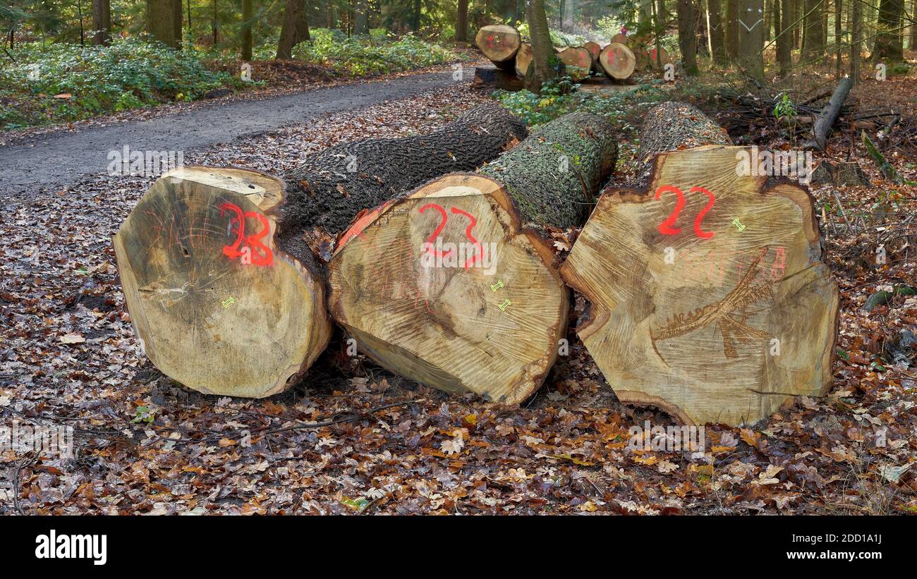 Large oak logs in forest. Forestry and logging Stock Photo Alamy