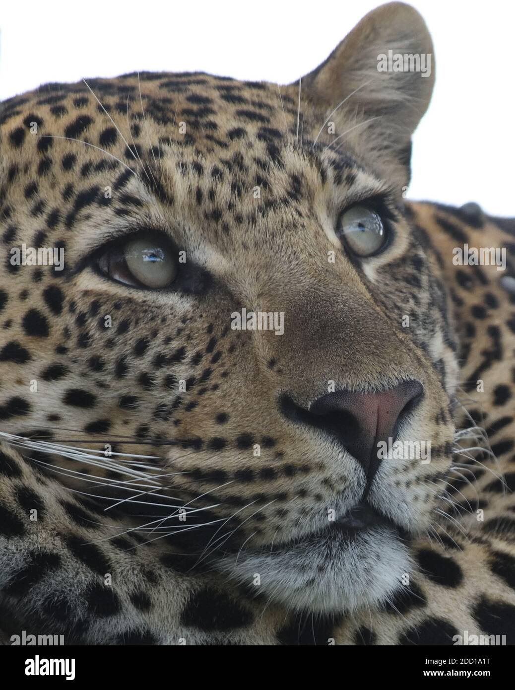 Serengeti tanzania leopard tree hi-res stock photography and images - Alamy