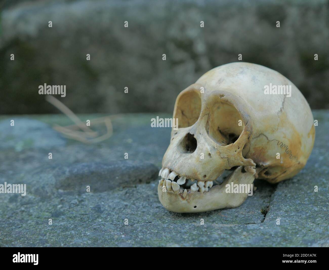 Monkey skull Stock Photo