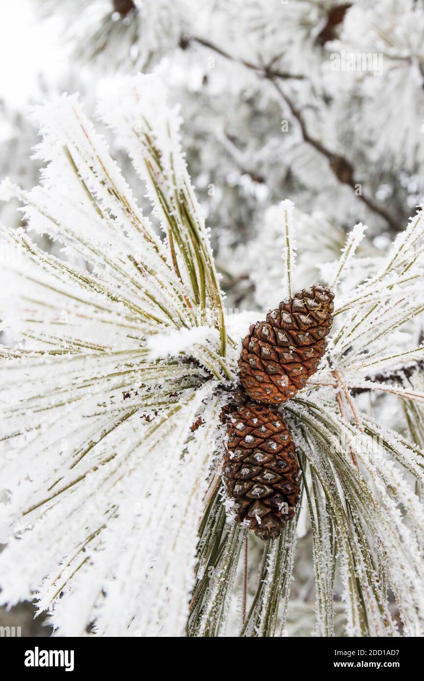 Pine Cones on Pine Tree Branch Covered in Frost Stock Photo - Alamy