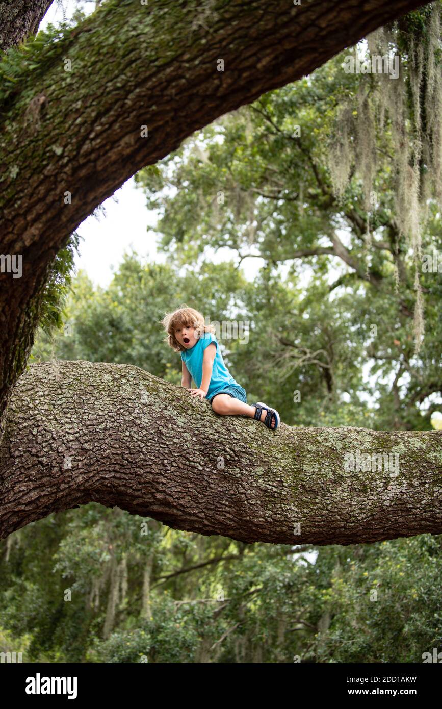 Child climb a branch. Kids climbing trees. Summer holiday adventure. Lifestyle children concept. Stock Photo
