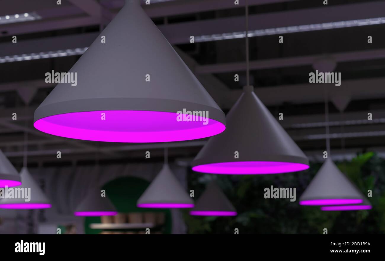 Round phyto lamps with violet light for growing seedlings and plants in greenhouses. Stock Photo