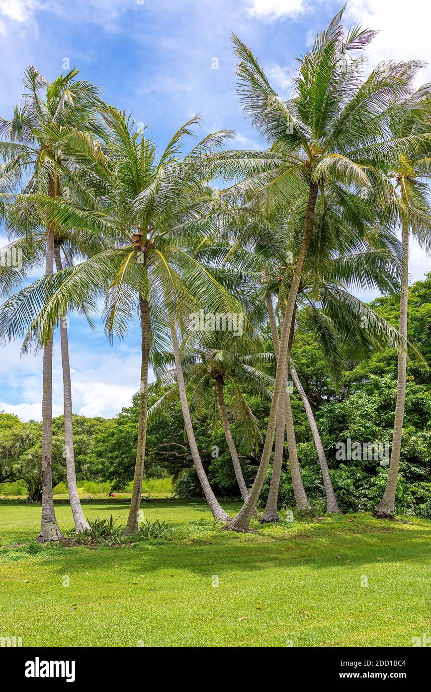 Wide angle view of Coconut palms, Darwin, Australia Stock Photo Alamy
