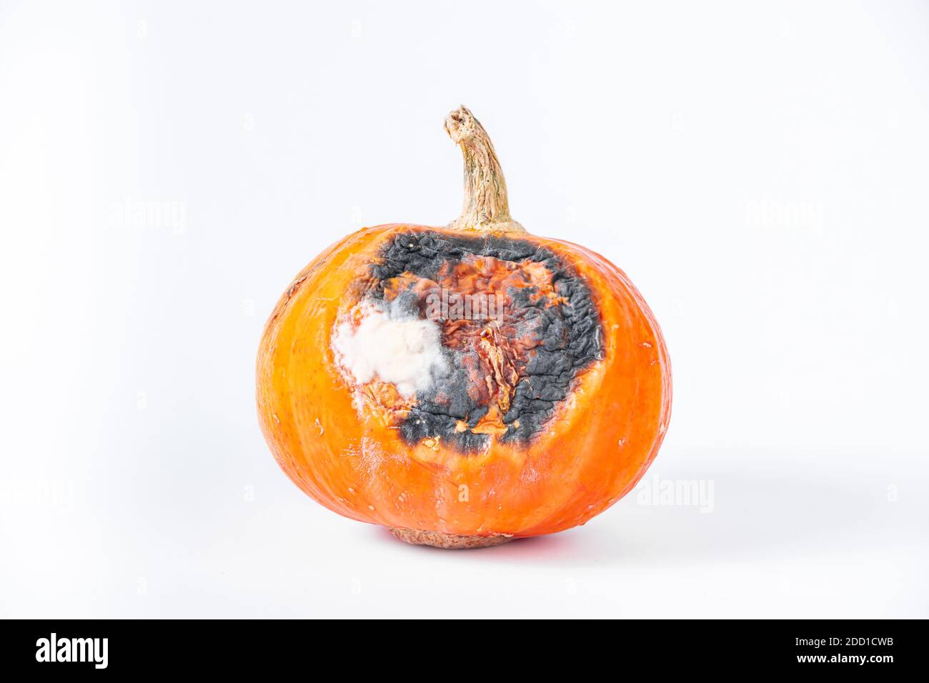 Rotten pumpkin with mold on a white background Stock Photo Alamy