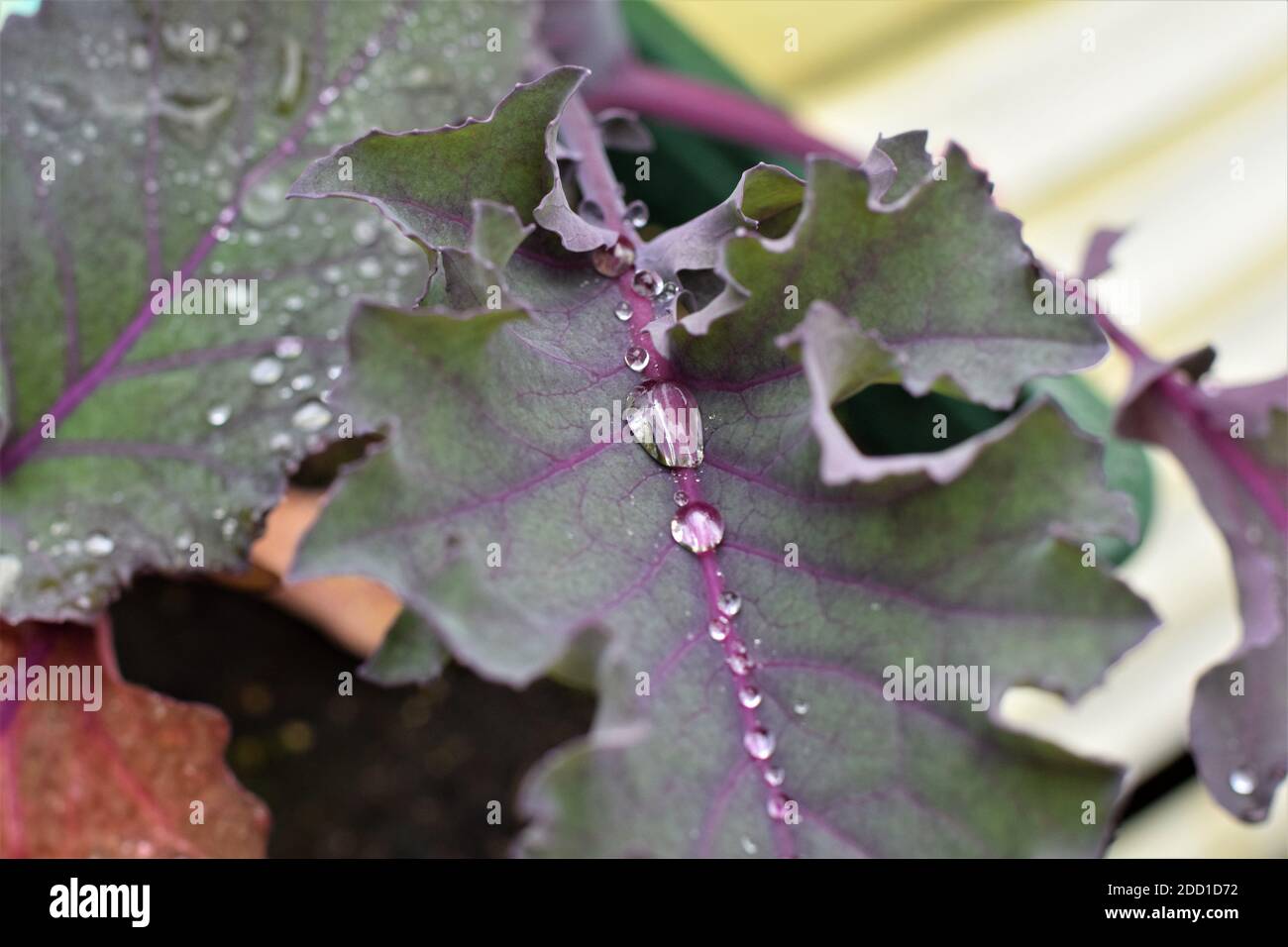 Dew drops on purple cabbage leaf as close up Stock Photo