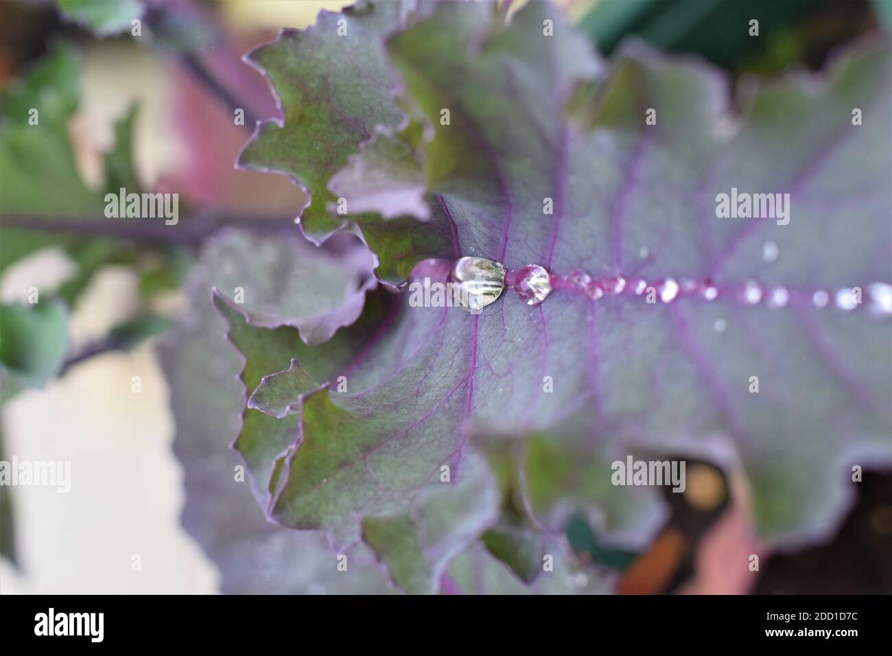 Dew drops on purple cabbage leaf as close up Stock Photo