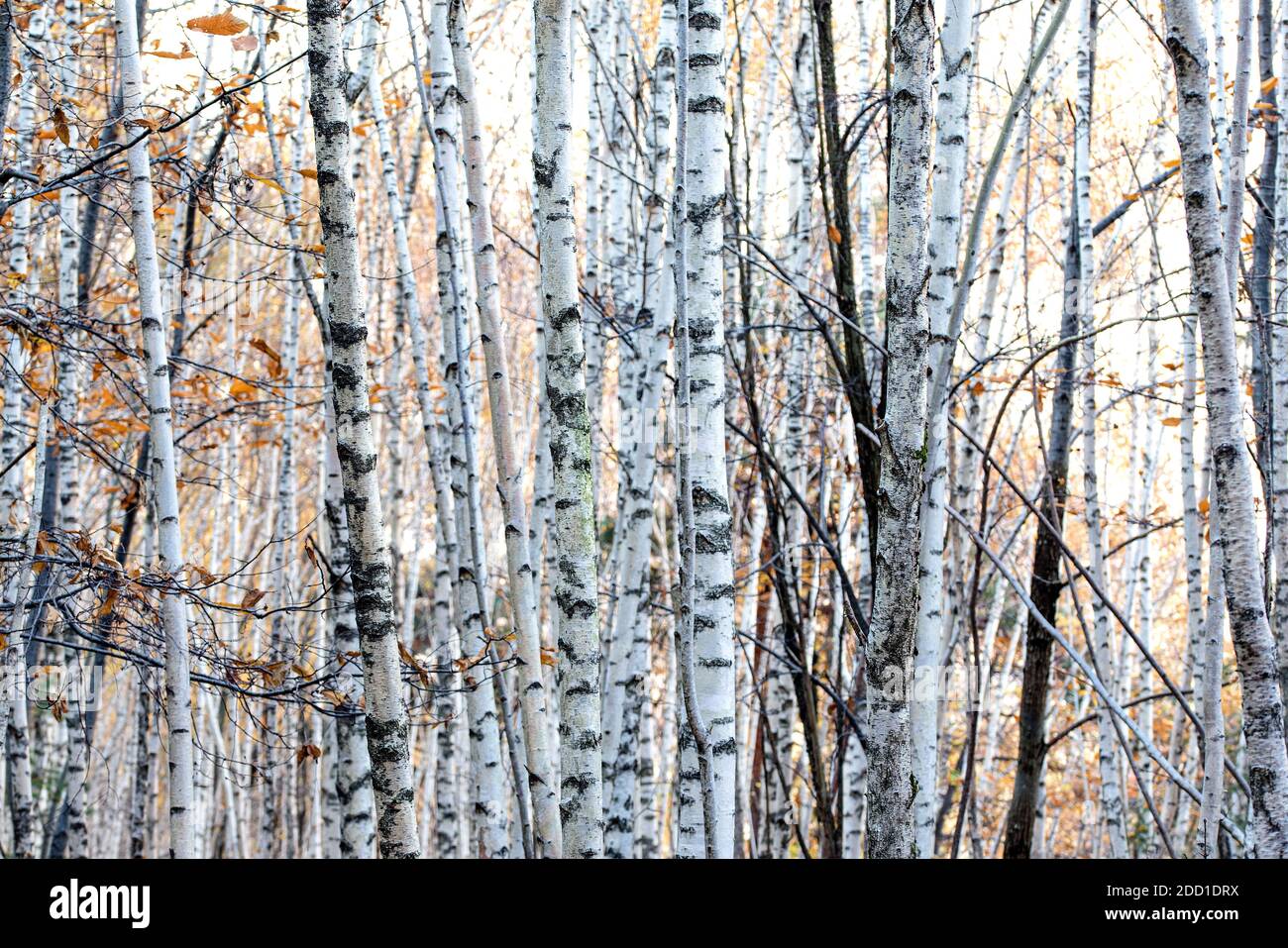 Birch forest in autumn background Stock Photo