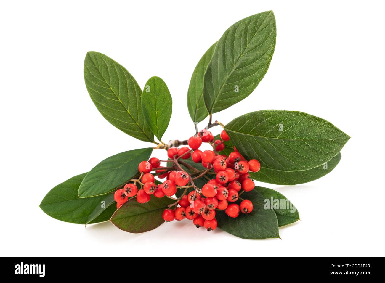 Cotoneaster branch with berries isolated on white background Stock Photo
