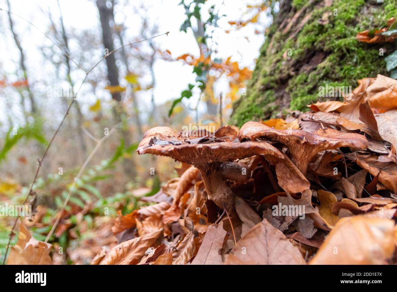 Ground fungus hi-res stock photography and images - Alamy