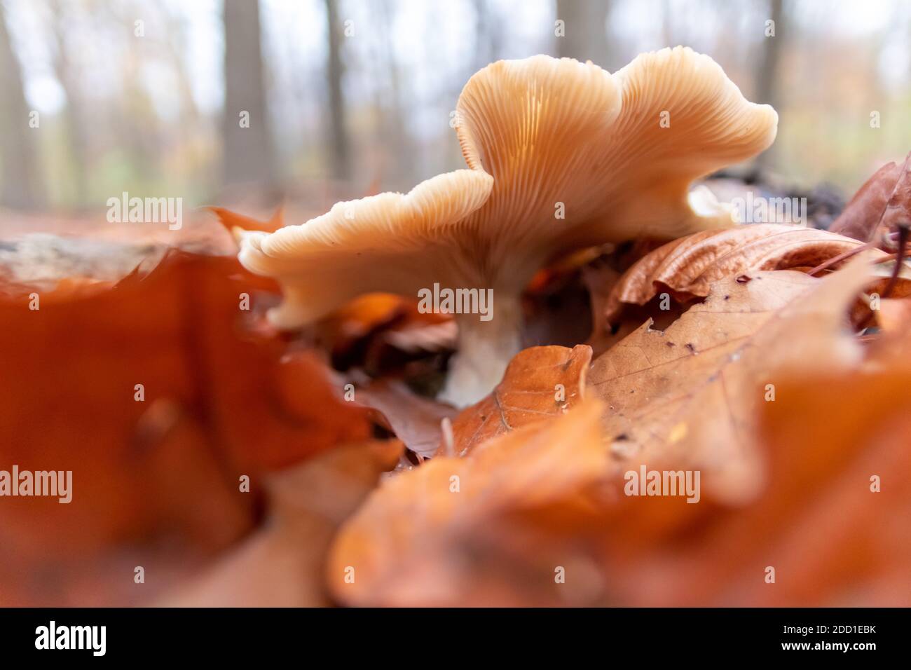 Ground fungus hi-res stock photography and images - Alamy