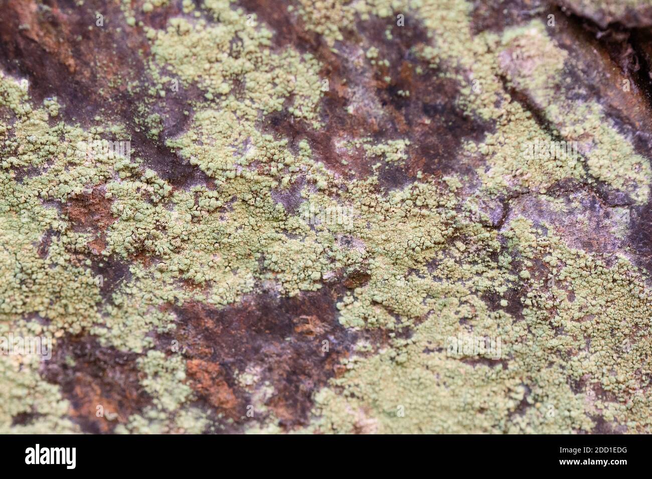 Lichen Rhizocarpon geographicum  On A Rock Stock Photo