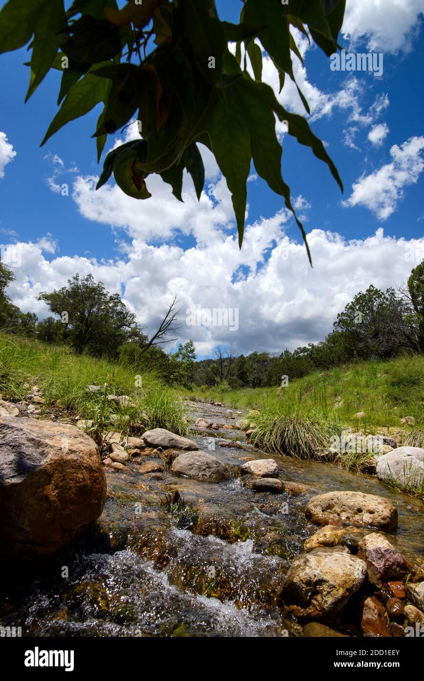 A stream flows through Gardner Canyon in July, Santa Rita Mountains, Coronado National Forest, Sonoita, Arizona, USA. Stock Photo