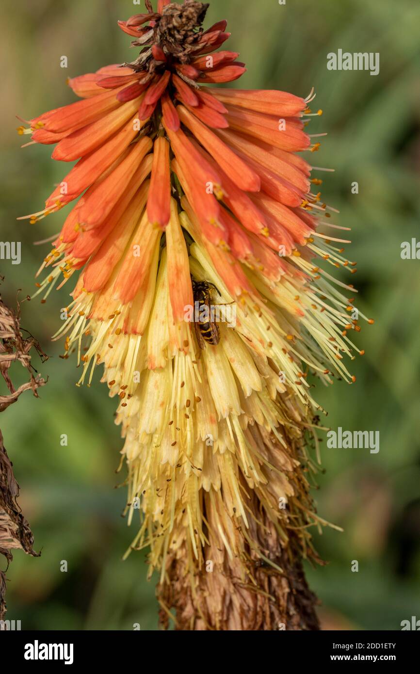 Red hot pokers (Kniphofia) flowering in late summer, natural floral portrait Stock Photo