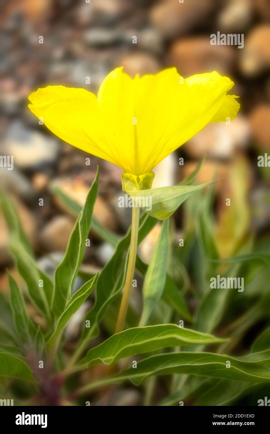 Oenothera Macrocarpa bud in close-up, natural flower portrait Stock Photo