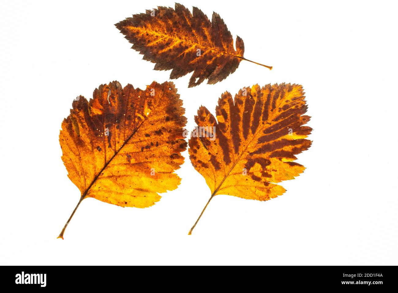 autumn leaf on a white background, top view Stock Photo - Alamy