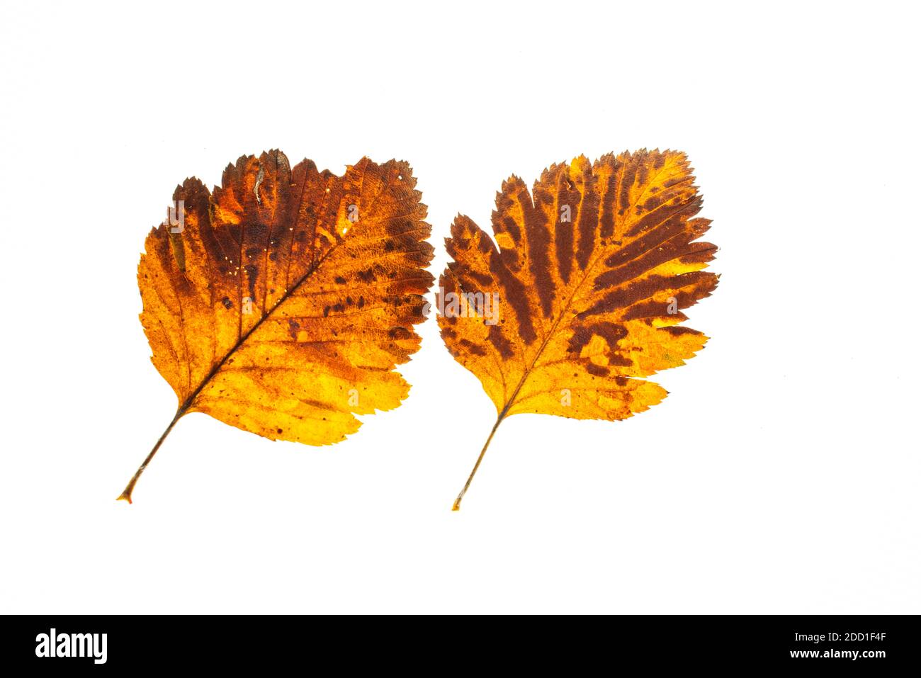 autumn leaf on a white background, top view Stock Photo - Alamy