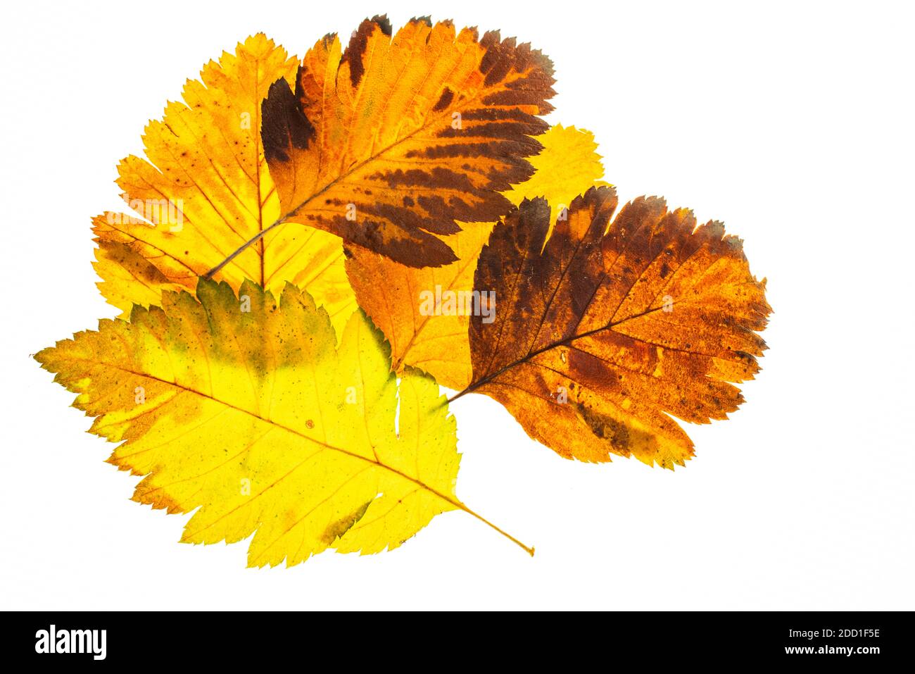 autumn leaf on a white background, top view Stock Photo - Alamy
