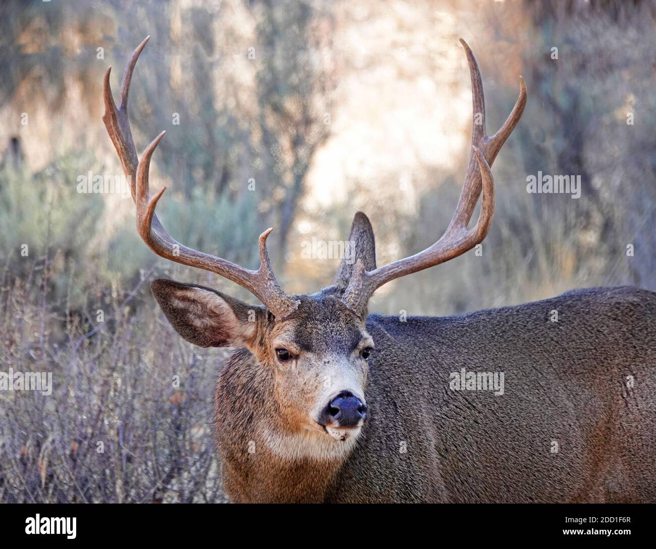 A large mule deer buck feeding on wild browse and shrubs in a rural setting in central Oregon near the Cascade Mountains. Stock Photo