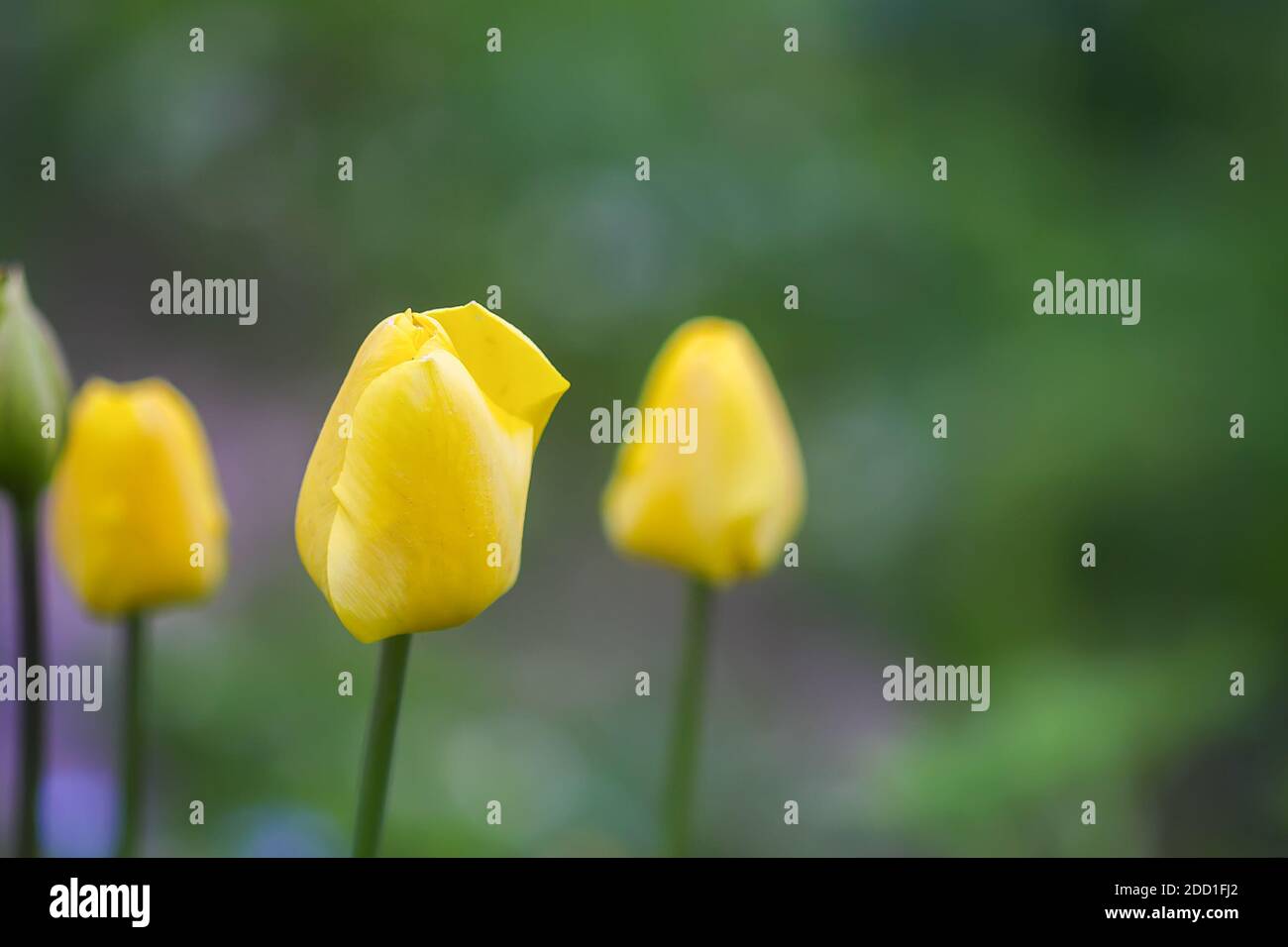 Beautiful spring tulip flowers growing in garden. Stock Photo