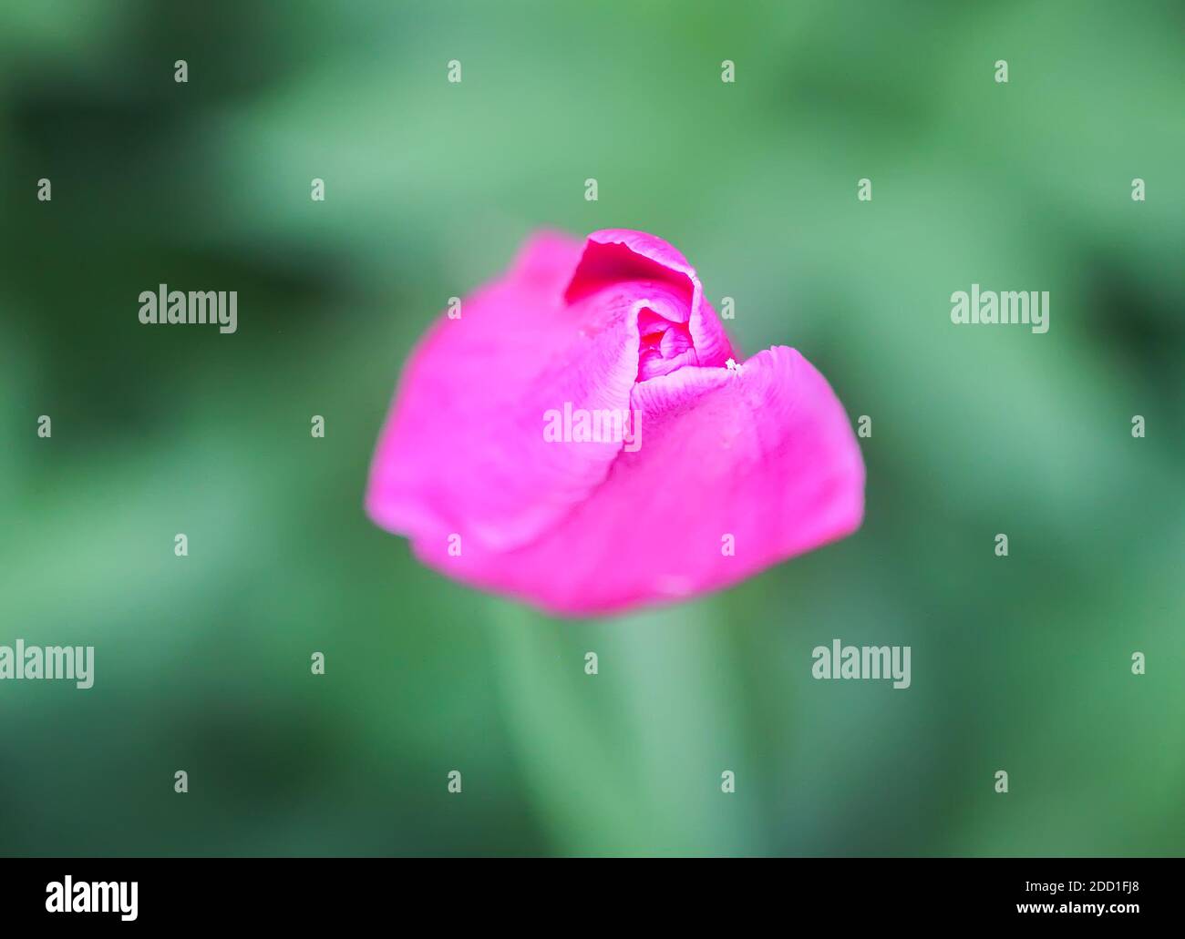 Beautiful spring pink tulip flowers growing in garden. Stock Photo