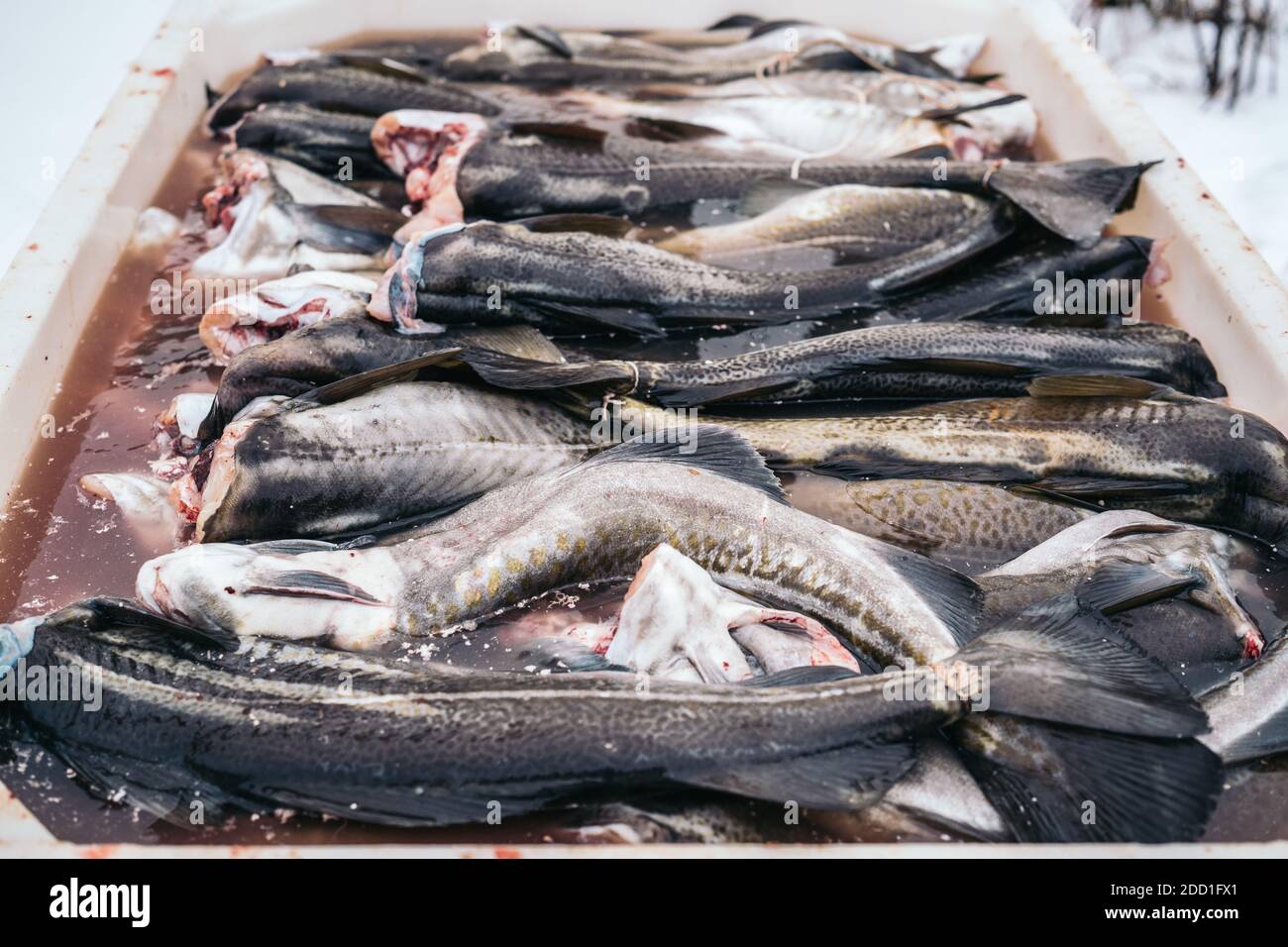 Fresh Cod Fish salting in a box from Norwegian Sea, Lofoten, Norway. Stock Photo