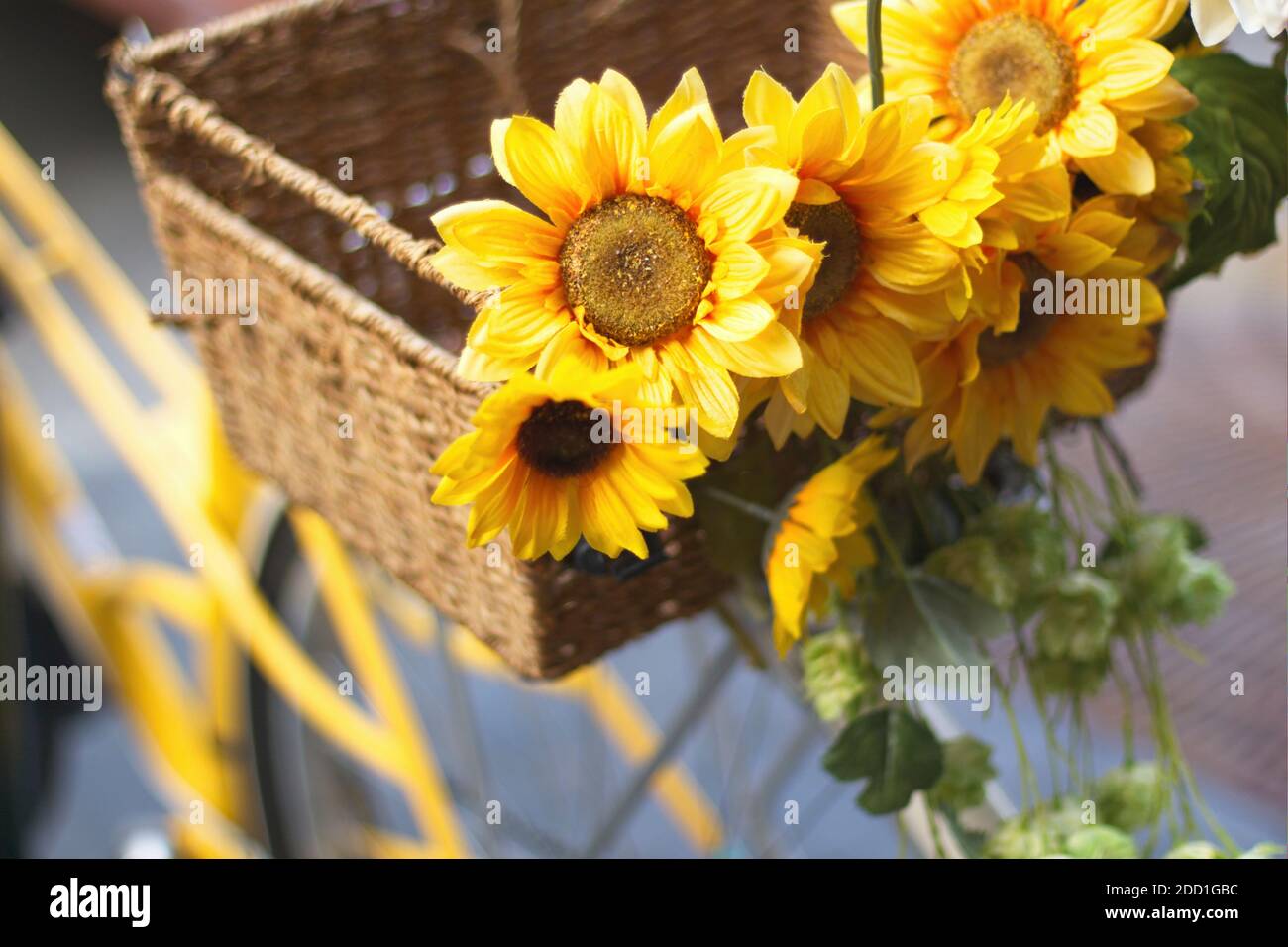sunny fan bike