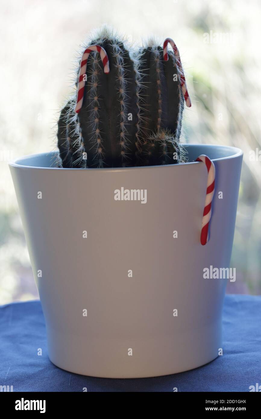 Cactus decorated with tiny christmas sugar candy canes. Stock Photo