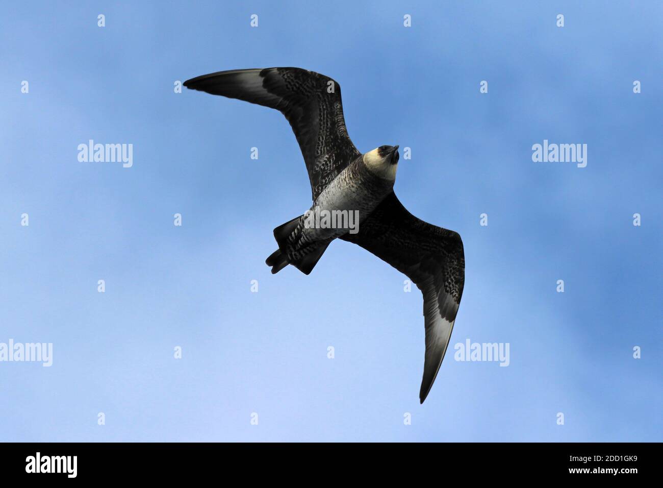 Pomarine Skua a.k.a. Pomarine Jaeger (Stercorarius pomarinus)  In Flight, Rockall Trough, Atlantic Ocean Stock Photo