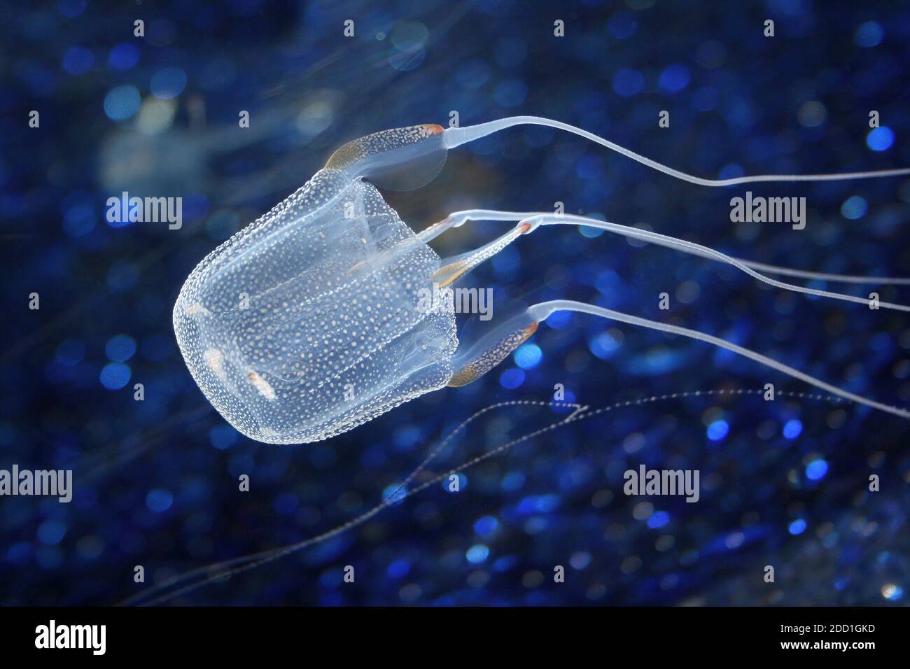 Box Jellyfish Carybdea alata Stock Photo