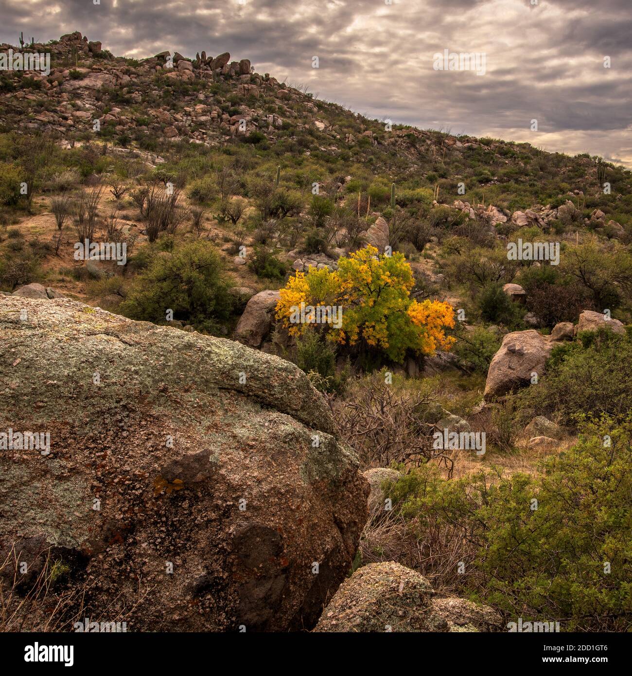 Autumn leaves appear in Winter in December along a stream in the Sonoran Desert, Santa Catalina Mountains, Coronado National Forest, Catalina, Arizona Stock Photo