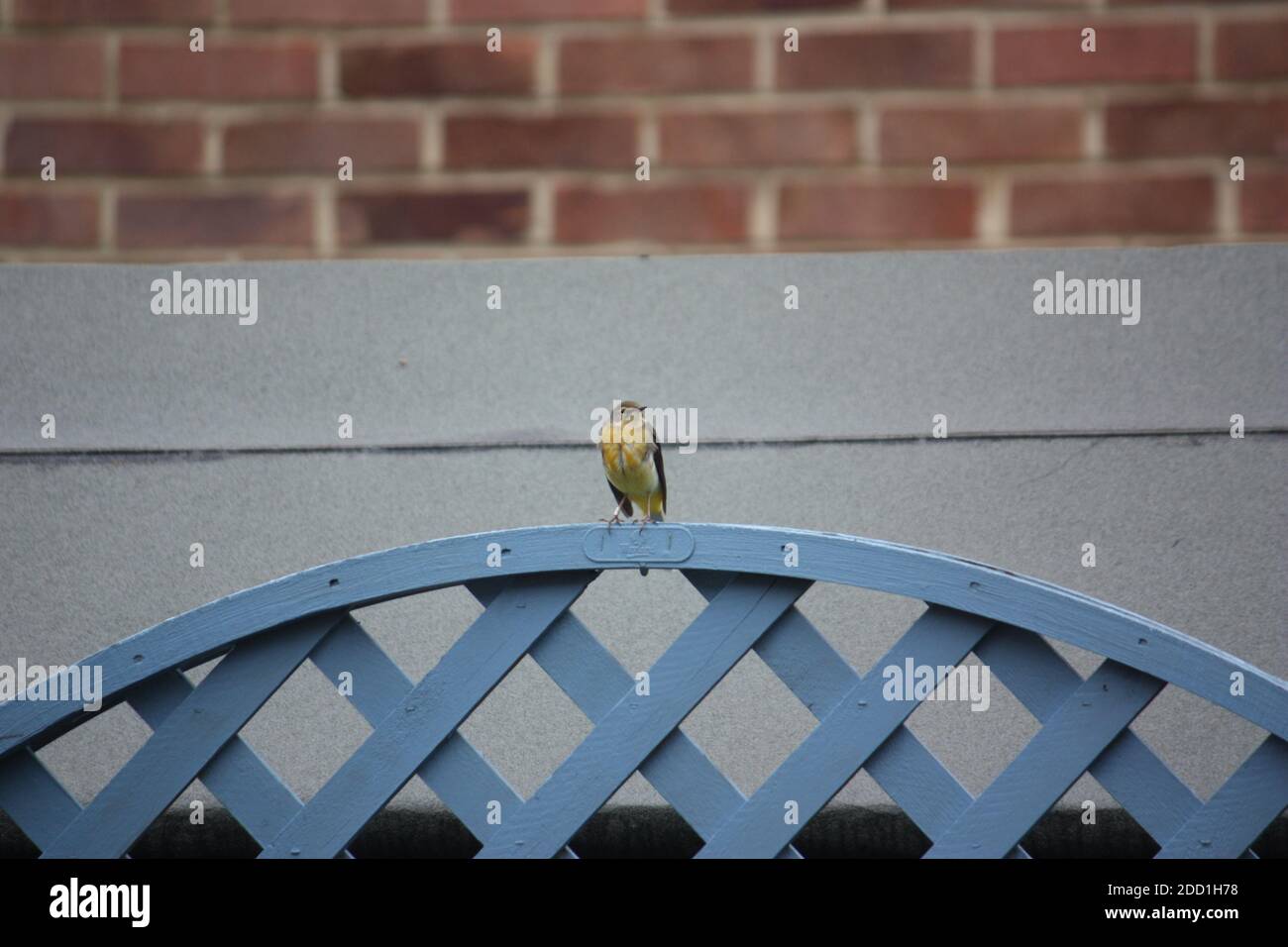 A grey wagtail sits on a fence in Crawley, West Sussex, UK in Nov 2020. Grey wagtails are on the Red List, which means population is declining Stock Photo