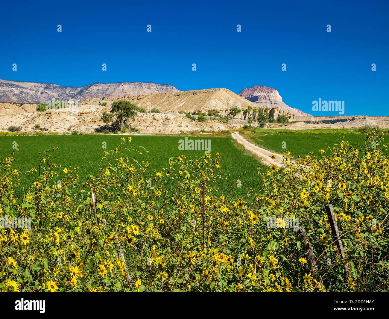Farmland next to the mountain int he desert, Utah, USA Stock Photo Alamy