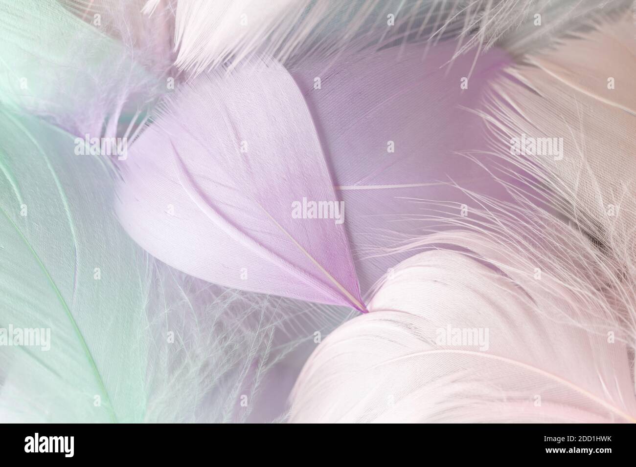 Background of beautiful feathers in pastel delicate colors. Soft selective focus, blurred, with room for text. Macro, close-up. For blog, book, websit Stock Photo