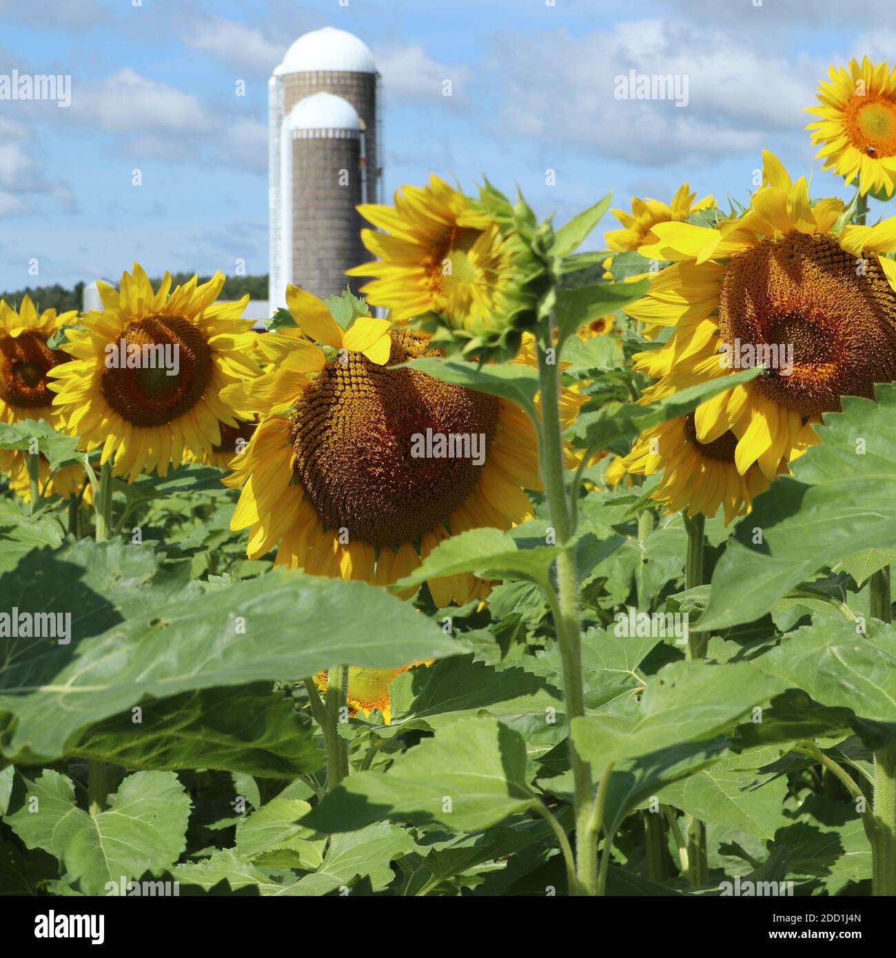 In the sunflower maze at Perlick Farms and Distillery Stock Photo Alamy