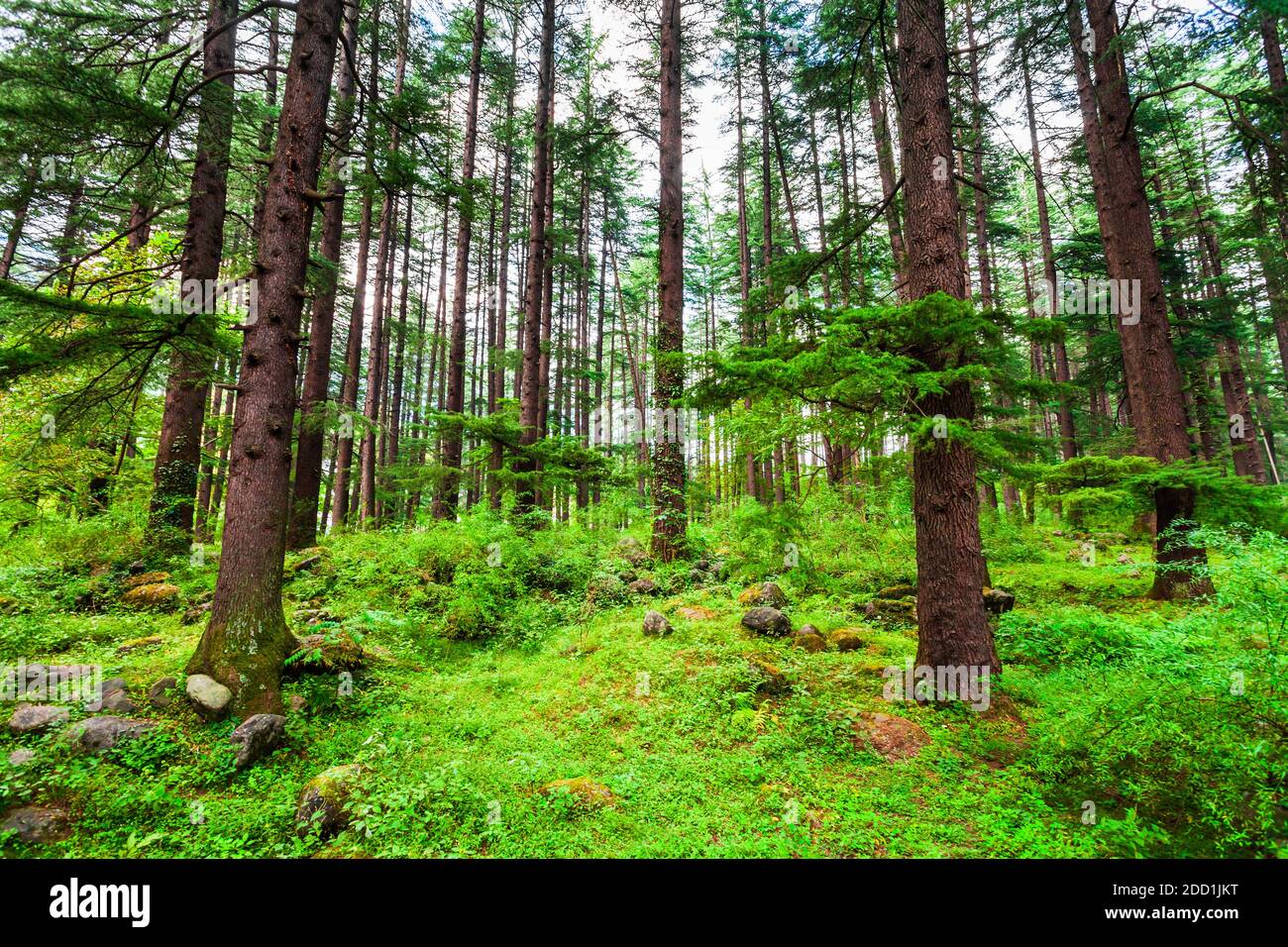 Deodar trees in Manali Nature Park, public park near Manali village in Himachal Pradesh in north India Stock Photo