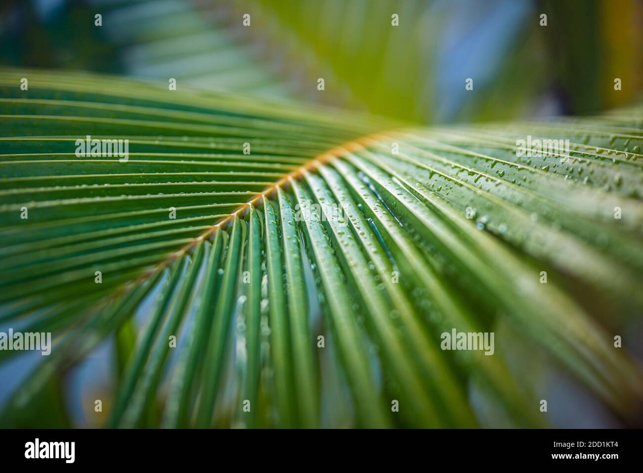 Palm branches, rays of the sun through palm leaves with rain drops