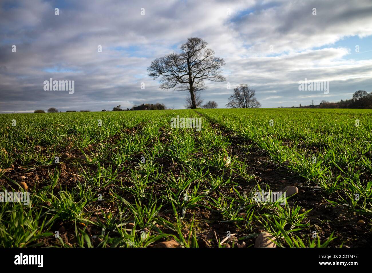 British cereal crop hires stock photography and images Alamy