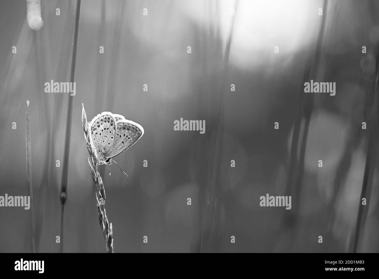 Beautiful black and white butterfly on white grass lines on a soft blurred monochrome spring or summer in nature. Gentle romantic dreamy artistic Stock Photo