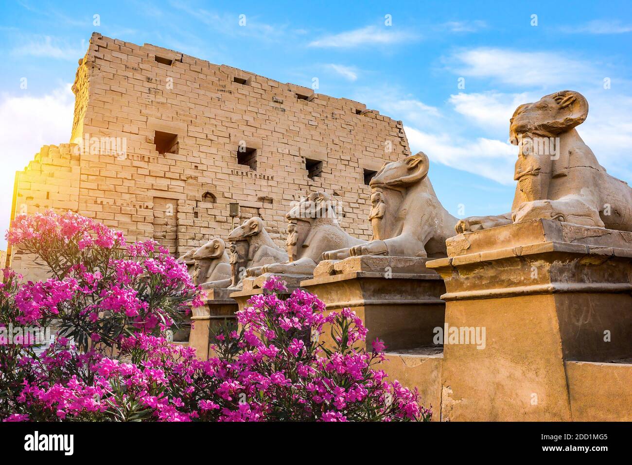 Pink flowers near Sphinxes of Karnak Temple in Luxor Stock Photo