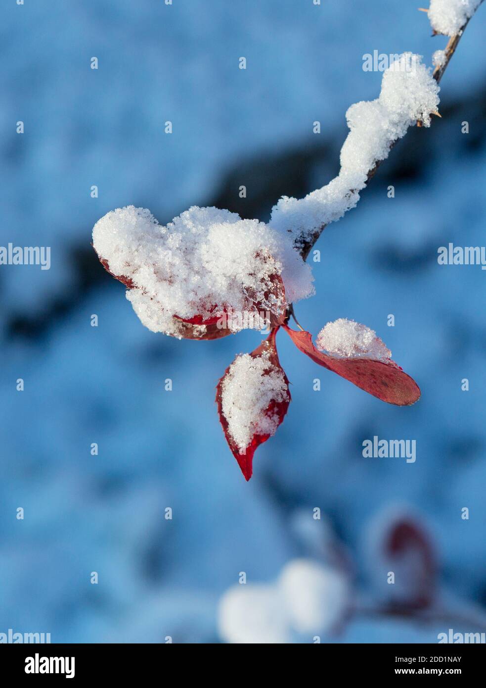 Winter leaves close-up with the snow.  Red leaf of barberry covered with snow.  First snow, blue background. Stock Photo