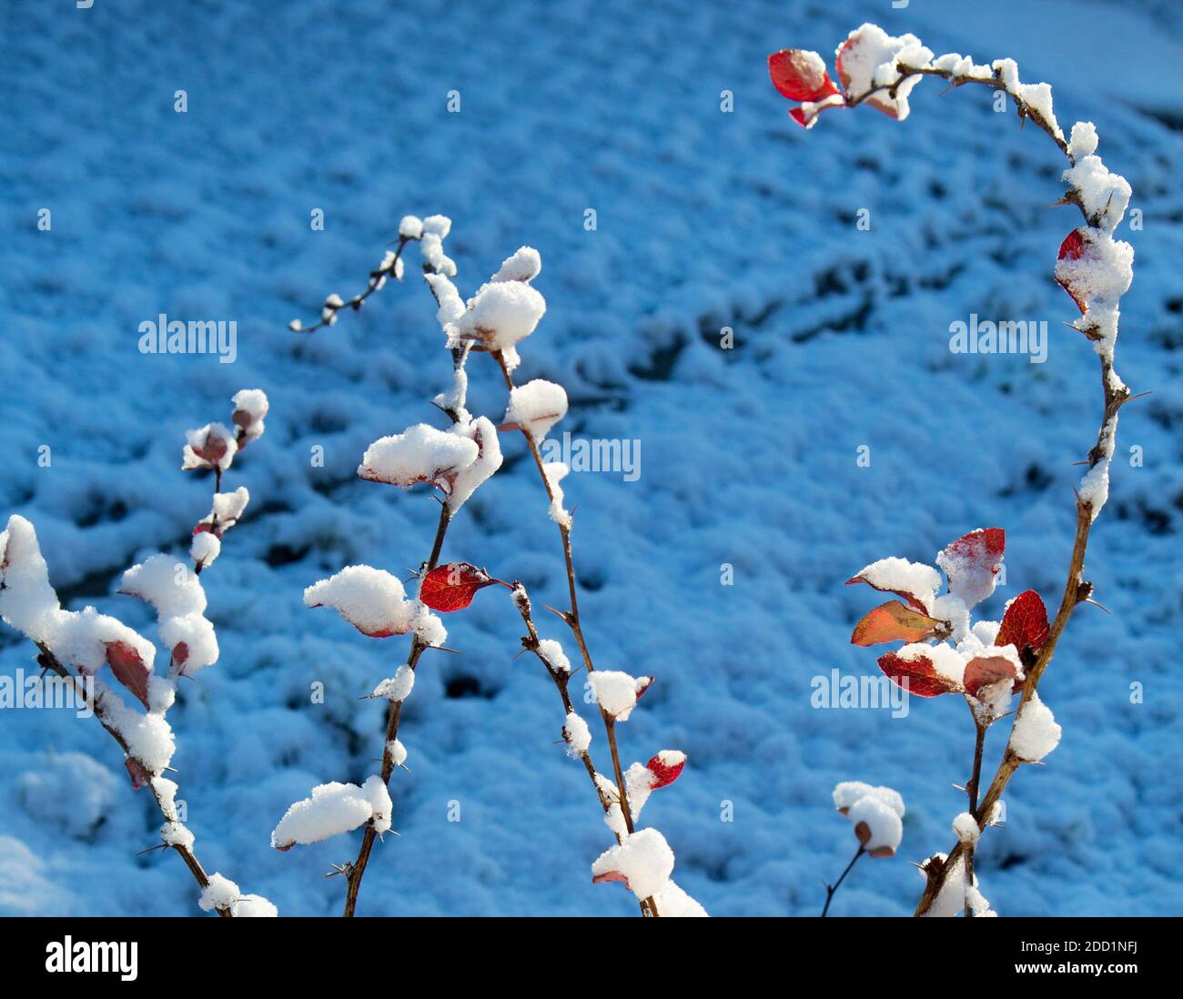 Winter leaves close-up with the snow.  Red leaf of barberry covered with snow.  First snow, blue background. Stock Photo