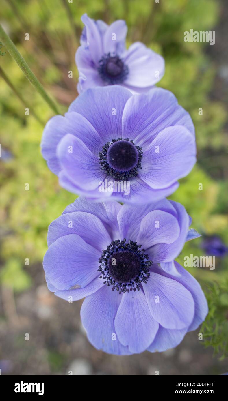 English countryside flowers hi-res stock photography and images - Alamy