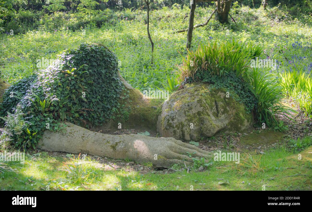 Stone sculpture of a sleeping giant at the Lost Gardens of Heligan, England. Stock Photo