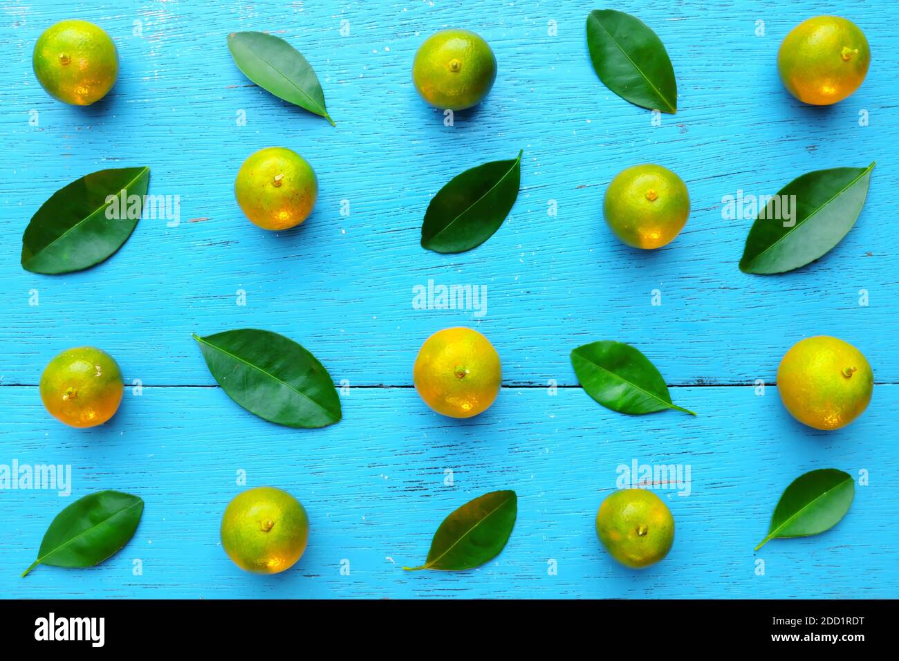 Yellow green calamansi, calamondin or philippine lime tropical fruits and leaves pattern in bright blue wood background. Asian summer citrus fruit. Stock Photo