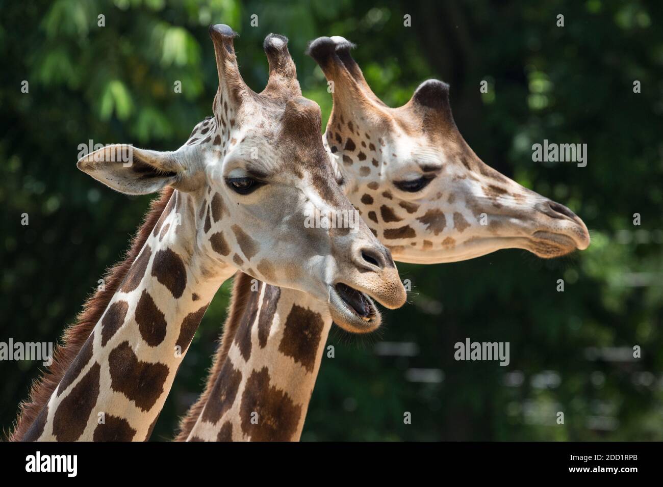Melman the giraffe hi-res stock photography and images - Alamy