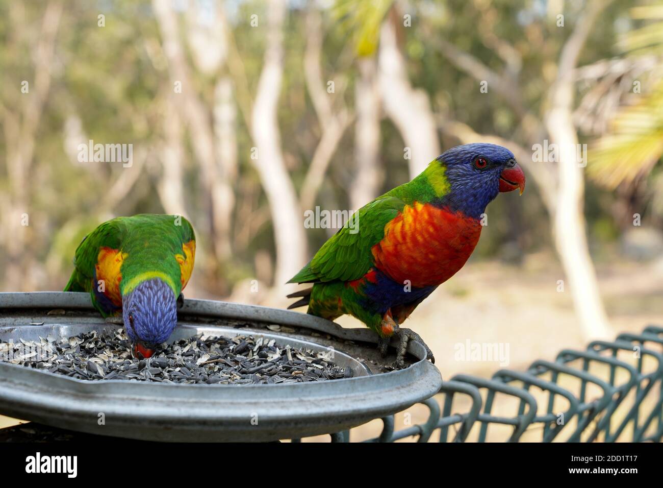 Australian backyard birds hires stock photography and images Alamy