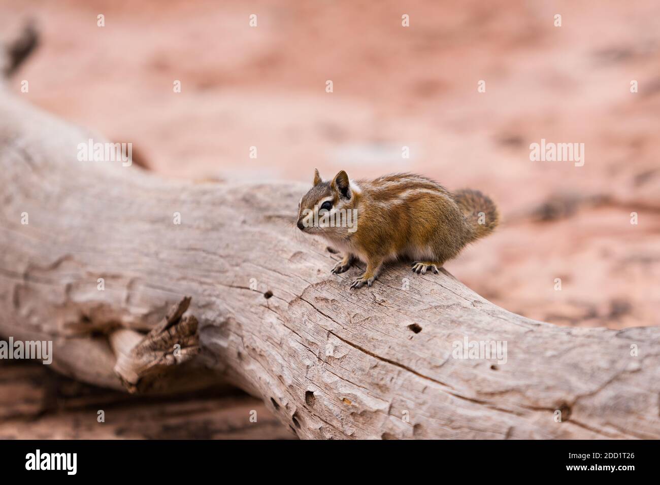 A Hopi Chipmunk, Neotamias rufus, in Dead Horse Point State Park near Moab, Utah. Stock Photo